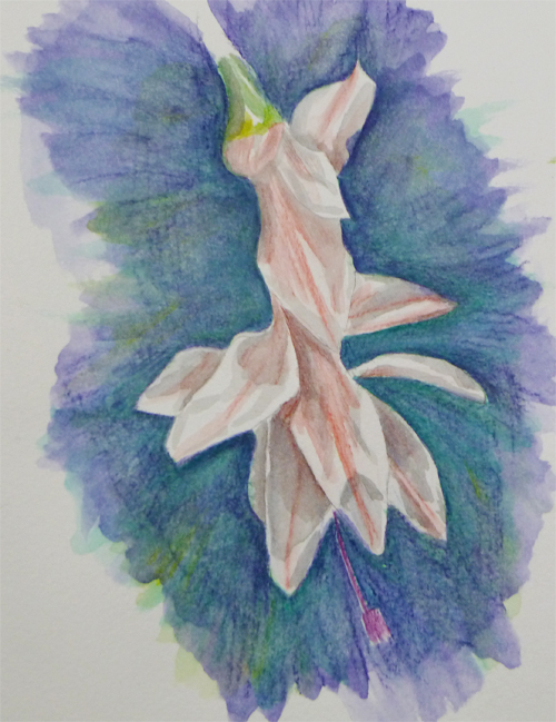 christmas cactus flower