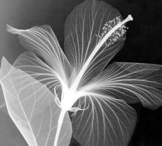 Hibiscus by Steven Meyers