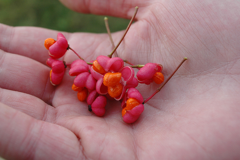 Fruit of the Spindle Tree