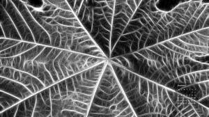 December 2012 desktop wallpaper