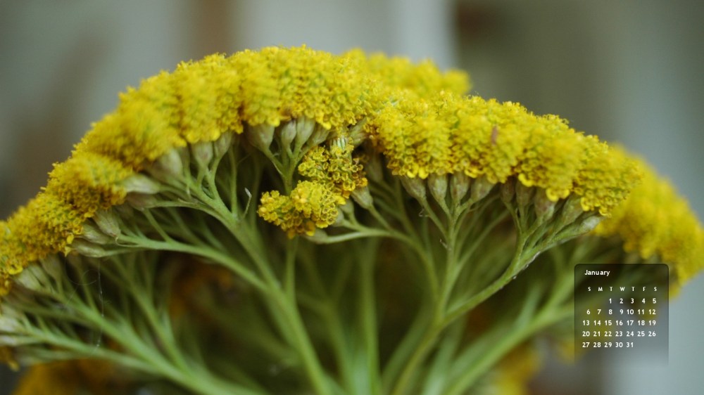 january desktop wallpaper 2013 calendar achillea