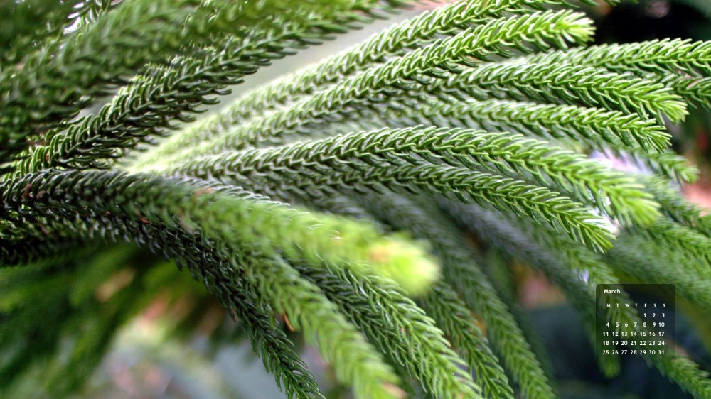 March 2013 desktop wallpaper