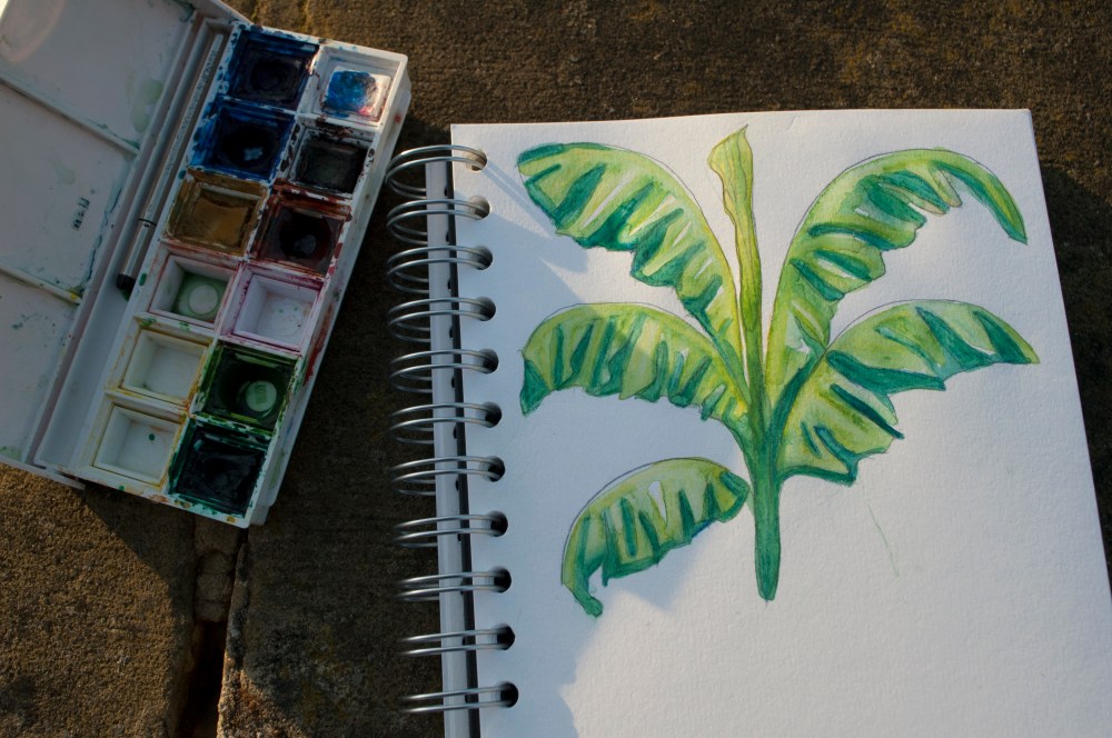 banana plant, watercolour