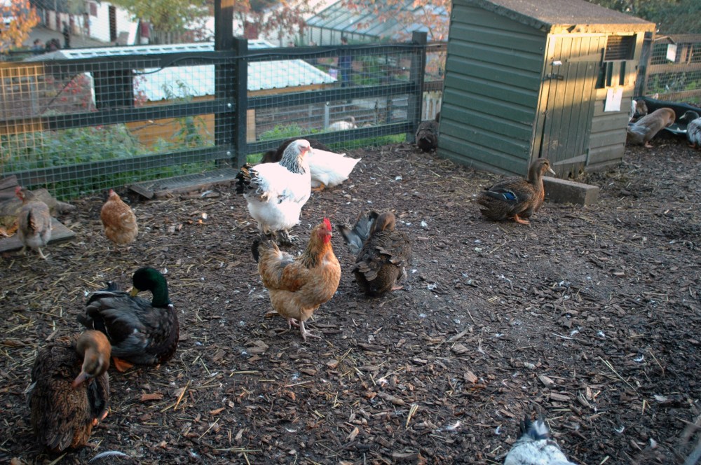 giant mallard ducks crystal palace park