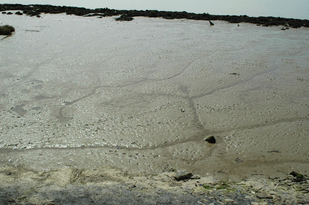 bird tracks