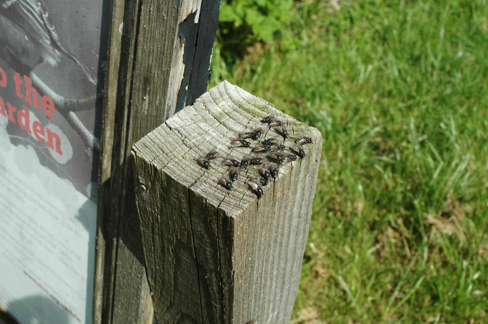 flies at rspb rainham