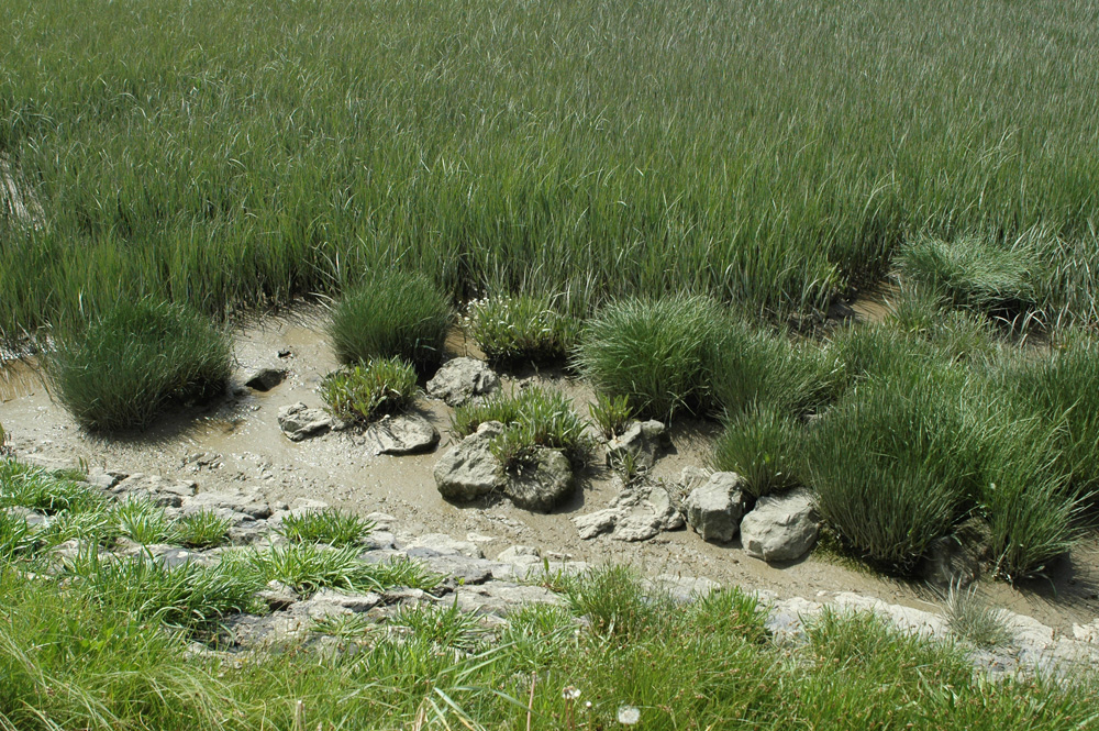 reeds2