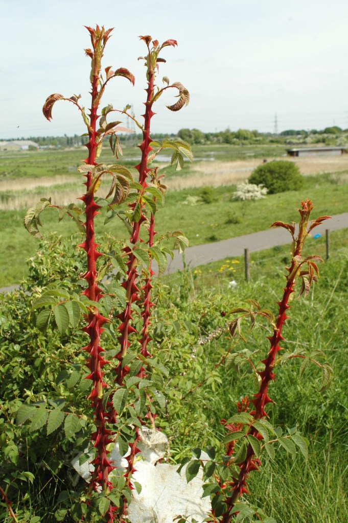 thorny