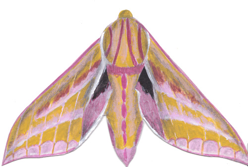 elephant hawkmoth painting joanne seale