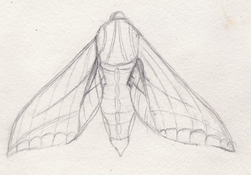 elephant hawkmoth drawing joanne seale