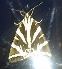 jersey tiger moth london