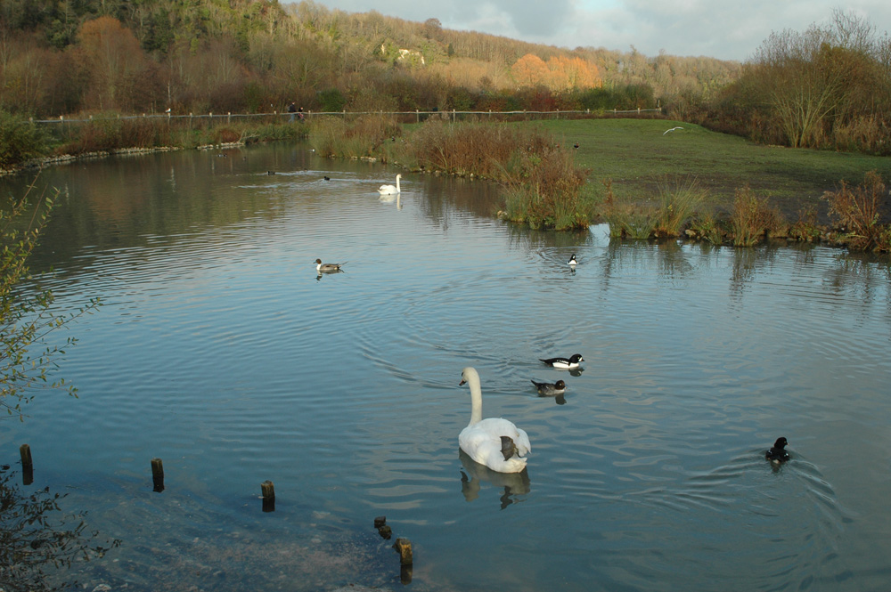 arundel wildfowl and wetlands centre