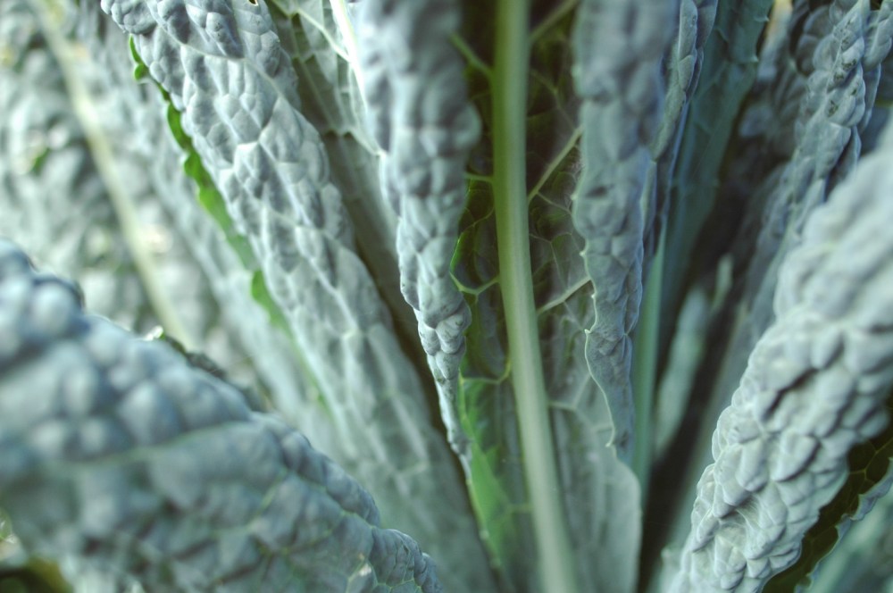 Tuscan cabbage photograph joanne seale