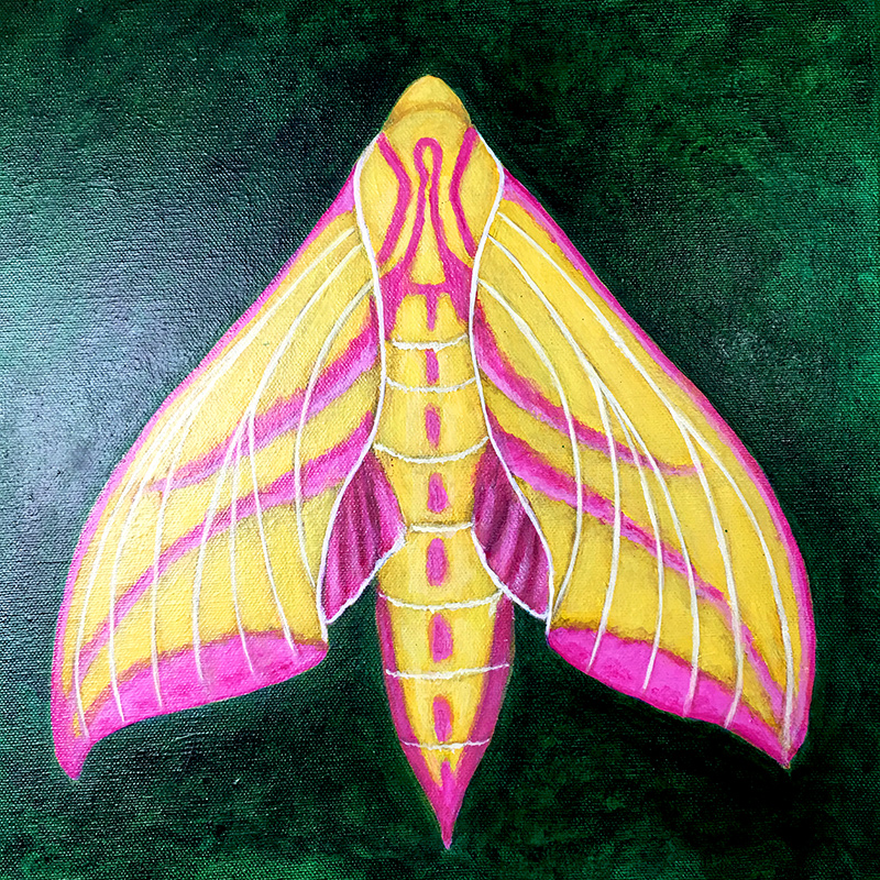 elephant hawk moth painting art joanne seale