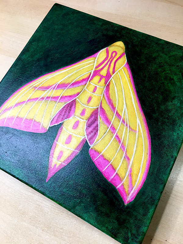 elephant hawk moth painting art joanne seale