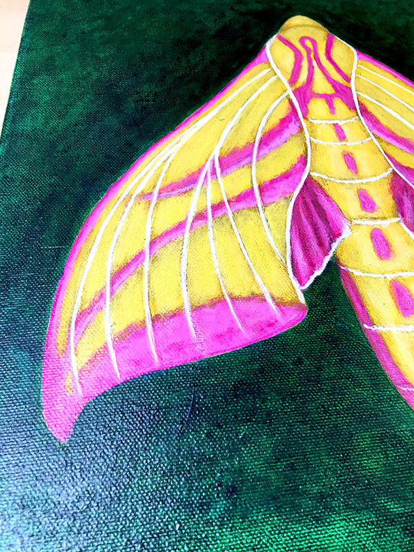 elephant hawk moth painting art joanne seale