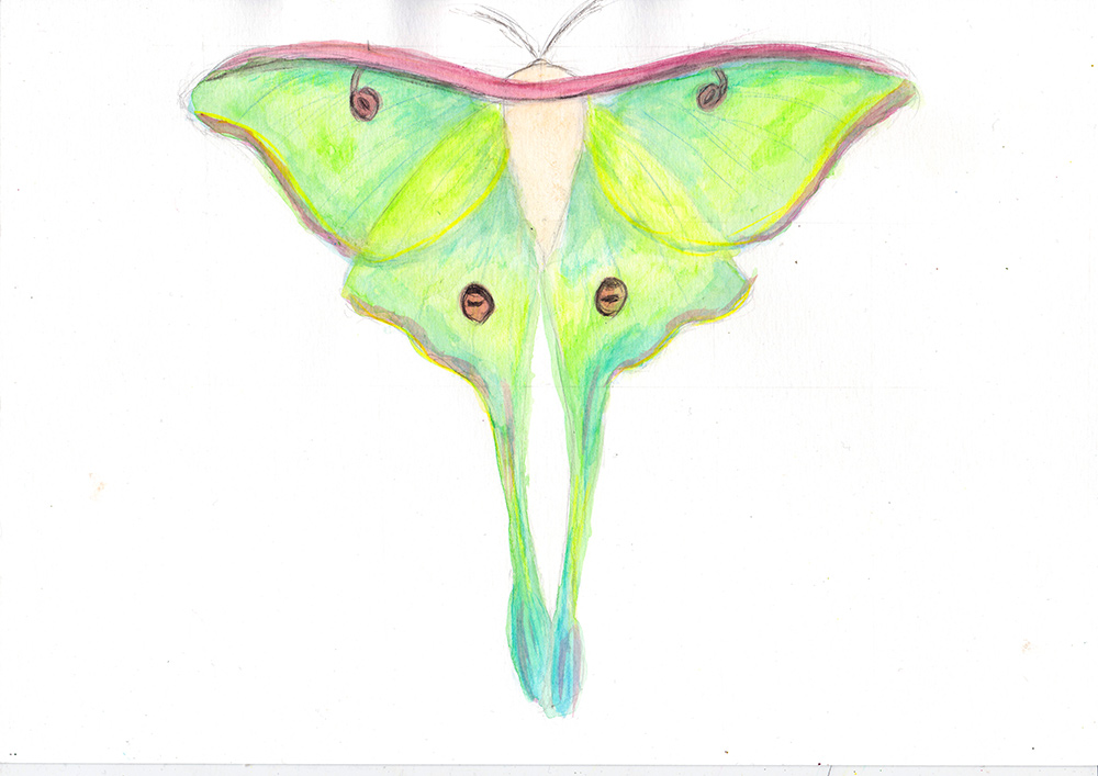 luna moth painting art tutorial joanne seale